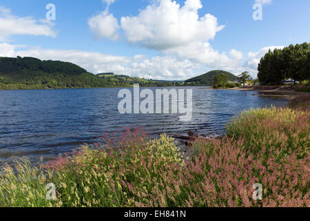 Les plantes et les fleurs sur la berge à Ullswater Lake district Angleterre UK en été avec ciel bleu et nuages blancs Banque D'Images