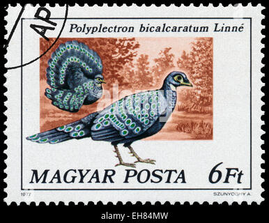 Hongrie - circa 1977 : timbres en Hongrie montre paon gris-faisan - Polyplectron bicalcaratum Linne, série Peacock bir Banque D'Images