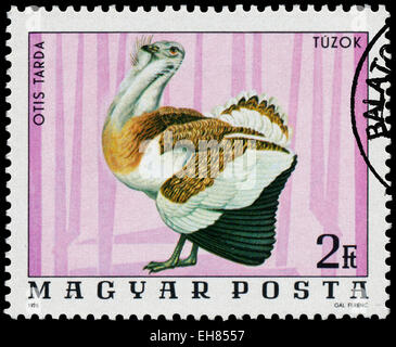 Hongrie - circa 1976 : timbre imprimé en Hongrie montre - Grande Outarde Otis tarda, série Oiseaux, circa 1976 Banque D'Images