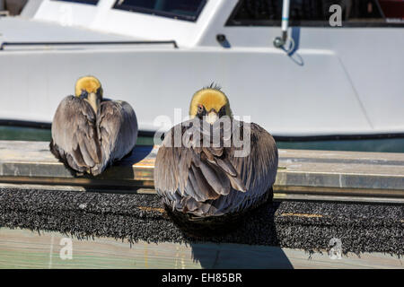 Deux le pélican brun reposant sur les stations du port de Clearwater, Floride, USA Banque D'Images