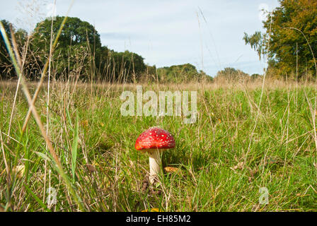 Un pré sur Hampstead Heath, au début de l'automne, avec un rouge lumineux 'fairy', de champignons agaric fly, ou Amanita muscaria. Banque D'Images