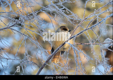 (Perisoreus infaustus de Sibérie) perche sur givre covered, Finlande. Banque D'Images