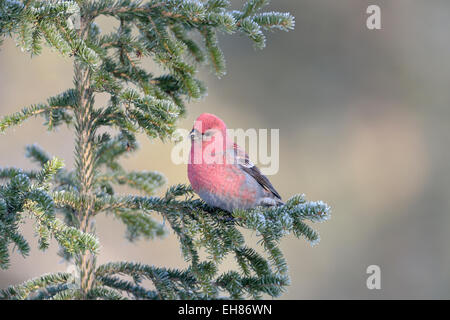 Durbec des sapins (Pinicola enucleator), mâle, perché sur la branche d'arbre de pin Banque D'Images