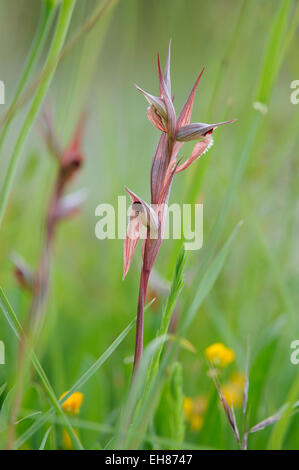 Lèvres longue (Serapias vomeracea Serapias), orchidée, la Maremme, Toscane, Italie Banque D'Images