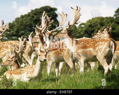 Le nombre annuel de numéros de daims au National Trust, Dyrham Park, South Gloucestershire, près de Bath Banque D'Images