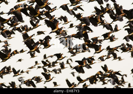 Troupeau de canards sifflement à face blanche (Dendrocygna viduata) taking flight, le Parc National du Djoudj, au Sénégal Banque D'Images