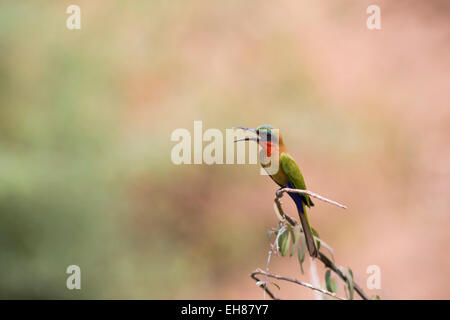 Red-throated Bee-eater (Merops bullocki) appelant, le parc national du Niokolo-Koba, au Sénégal Banque D'Images