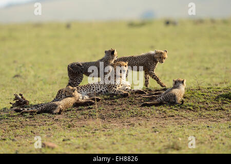 Le Guépard (Acinonyx jubatus), femme avec quatre petits, Maasai Mara National Reserve, Kenya Banque D'Images