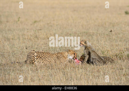 Le Guépard (Acinonyx jubatus), femelle avec ses petits à tuer, d'alimentation, Maasai Mara National Reserve, Kenya Banque D'Images