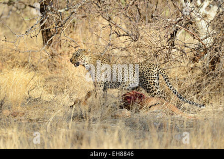 Leopard (Panthera pardus), avec une impala kill, Ntionalreservat Samburu, Kenya Banque D'Images