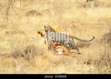 Leopard (Panthera pardus), avec une impala, fixant la proie, Ntionalreservat Samburu, Kenya Banque D'Images