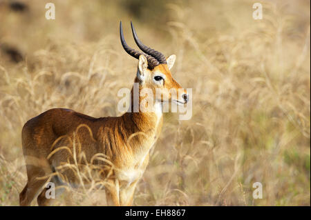 Puku (Kobus vardonii), homme, South Luangwa National Park, Zambie Banque D'Images