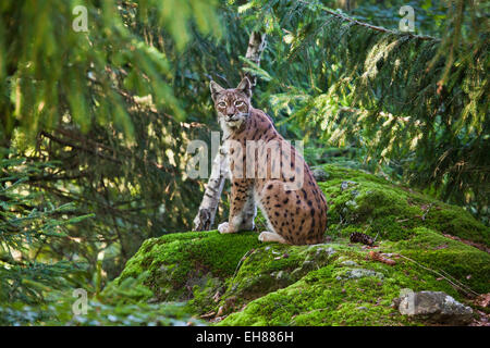 Un lynx dans le parc national de Bavière, Bavaria, Germany, Europe Banque D'Images