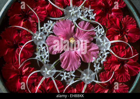 L'Hibiscus et fleurs de lait dans un bol rempli d'eau, Spa ayurvédique, Kerala, Inde Banque D'Images