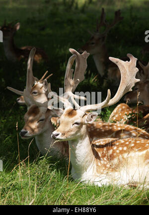 Le nombre annuel de numéros de daims au National Trust, Dyrham Park, South Gloucestershire, près de Bath Banque D'Images