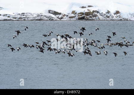 Groupe d'Eider de Steller (Polysticta stelleri) volant au-dessus de l'eau, Vadsö, île de Varanger, la Norvège. Banque D'Images