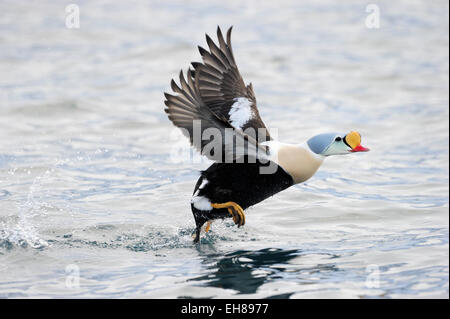 L'Eider à tête grise (Somateria spectabilis) décoller de l'eau, Vadsö Varanger,, en Norvège. Banque D'Images