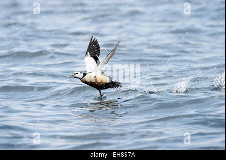 Eider de Steller (Polysticta stelleri) décoller de l'eau, Vadsö, île de Varanger, la Norvège. Banque D'Images