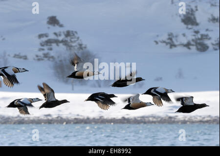 Groupe d'Eider de Steller (Polysticta stelleri) voler avec la neige montagne en arrière-plan, Vadsö, île de Varanger, norvégien Banque D'Images