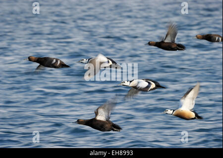 Groupe d'Eider de Steller (Polysticta stelleri) flying with motion blur, Vadsö, île de Varanger, la Norvège. Banque D'Images