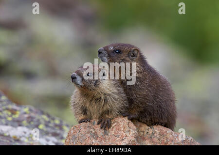 Deux jeunes à ventre jaune (yellowbelly) Marmotte (Marmota flaviventris), San Juan National Forest, Colorado, USA Banque D'Images