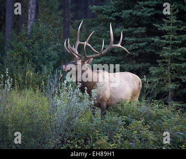 Bull le wapiti (Cervus canadensis) lécher son nez à l'automne, le parc national Banff, l'UNESCO, de l'Alberta, au Canada, en Amérique du Nord Banque D'Images