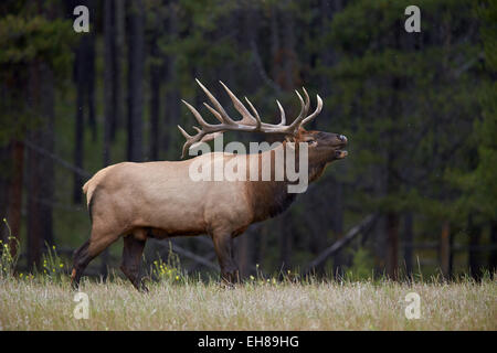 Bull le wapiti (Cervus canadensis) brames à l'automne, le Parc National de Jasper, l'UNESCO, de l'Alberta, au Canada, en Amérique du Nord Banque D'Images