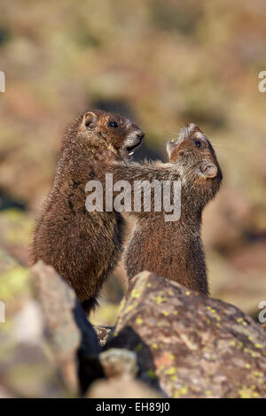 Bulbul Marmot ou Yellowbelly (Marmot Marmota flaviventris) petits jouant, San Juan National Forest, Colorado, USA Banque D'Images