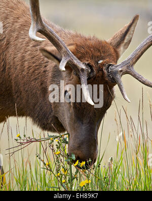 Bull le wapiti (Cervus canadensis) manger les fleurs sauvages jaunes, Jasper National Park, Alberta, Canada, Amérique du Nord Banque D'Images