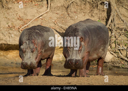 La politique commune de l'Hippopotame (Hippopotamus amphibius) Banque D'Images