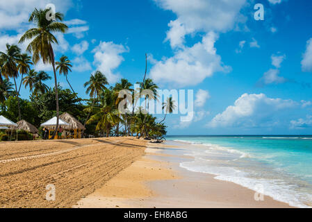 Plage de sable fin et de palmiers de Pigeon Point, Tobago, Trinité-et-Tobago, Antilles, Caraïbes, Amérique Centrale Banque D'Images