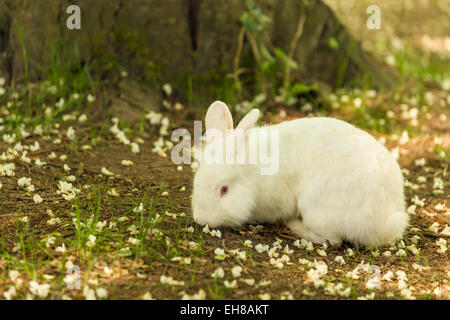 Bunny bénéficiant gratuitement allant sur l'herbe de printemps près de Issaquah, Washington, USA Banque D'Images