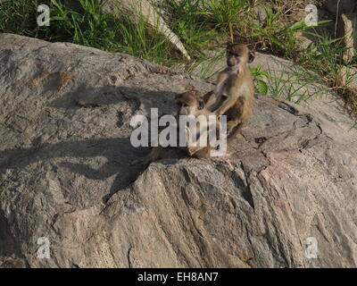 Deux jeunes babouins olive (Papio Anubis) jouant et toilettage sur un rocher dans le Ruaha National Park Tanzanie Banque D'Images