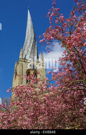 Crooked spire et fleur de printemps, Chesterfield, Derbyshire, Angleterre, Royaume-Uni, Europe Banque D'Images