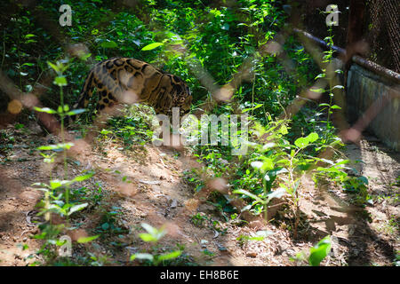 La panthère nébuleuse (Neofelis nebulosa) à Khao Kheow Open Zoo Programme d'élevage. La province de Chonburi. La Thaïlande. Banque D'Images