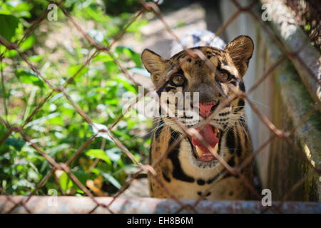 La panthère nébuleuse (Neofelis nebulosa) à Khao Kheow Open Zoo Programme d'élevage. La province de Chonburi. La Thaïlande. Banque D'Images