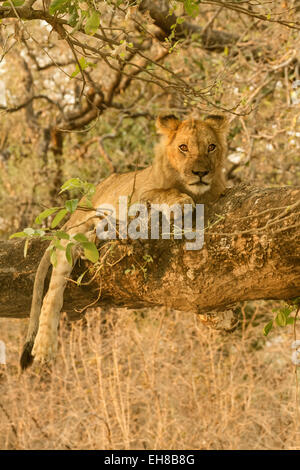 Environ deux ans homme lion reposant dans un arbre dans Lower Zambezi National Park, Zambie, Afrique Banque D'Images