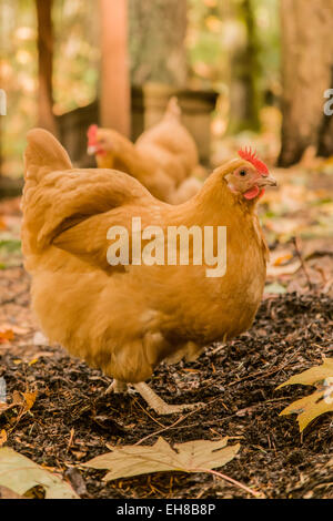 Les Buff Orpington poulets en Issaquah, Washington, USA Banque D'Images