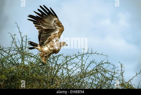 Aigle ravisseur décollant d'un acacia dans le Serengeti de Tanzanie, Afrique zone Banque D'Images