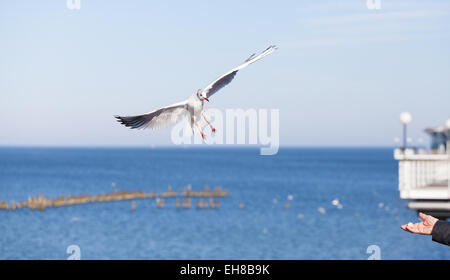 Mouette voler à une main avec morceau de pain. Banque D'Images