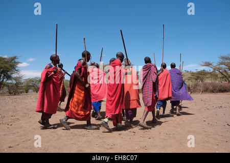 Un groupe de guerriers Massaïs effectuer une sorte de mars-passé lors de la traditionnelle cérémonie Eunoto effectuée dans une cérémonie de passage à l'âge adulte pour les jeunes guerriers dans la tribu Masaï dans la zone de conservation de Ngorongoro cratère dans la région des hautes terres de Tanzanie Afrique de l'Est Banque D'Images