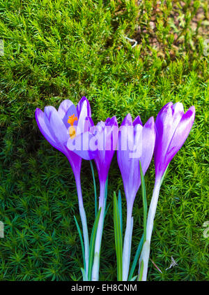 Purple Crocus de Printemps des Fleurs sur l'herbe vert mousse Banque D'Images