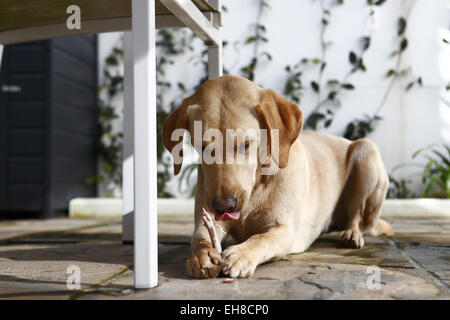 Yellow Labrador Retriever chiot âgé de 11 mois, la consommation de bœuf sur un os de côtes Barf, matières premières appropriées sur le plan biologique alimentation os Viande Banque D'Images