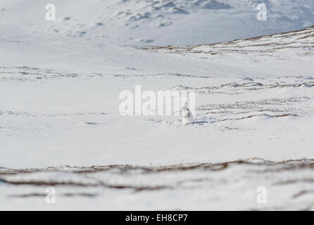 Lièvre variable (Lepus timidus). Un seul individu dans un champ d'hiver, à la suite d'une tempête de neige. Banque D'Images