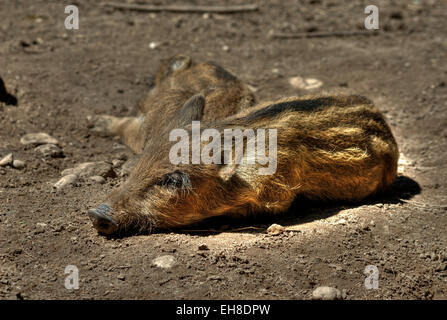 Le sanglier (Sus scrofa) porcelets dormir dans un trou bourbeux de boue séchée. Banque D'Images