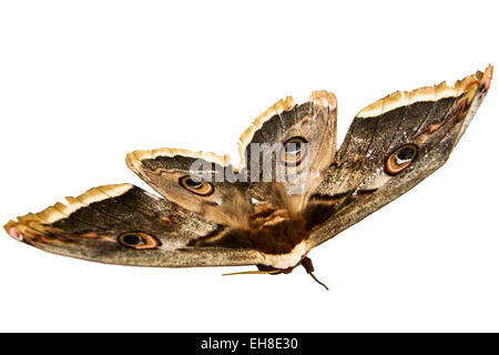 Le beau papillon papillon de soie géant appelé Cecropia moth isolé sur fond blanc Banque D'Images