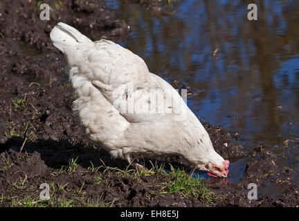 Poule Blanche eau potable dans une flaque, UK Banque D'Images