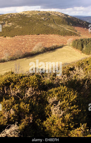 Vue de Hergest Ridge sur l'Angleterre - Pays de Galles à la frontière nord pour hanter Hill Powys avec des moutons au printemps Mars UK Banque D'Images