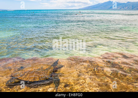 Tortue verte (Chelonia mydas) Nager dans l'océan dans Maui, Hawaii Banque D'Images