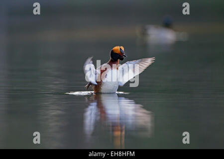 Grèbe esclavon (Podiceps auritus) en plumage nuptial les ailes battantes sur le lac Banque D'Images